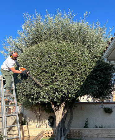 Coupe-haie professionnel pour la taille des haies et arbustes